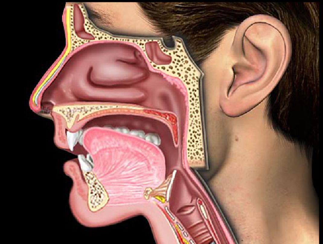 level 3「嗓音保養」2026 線上工作坊 限六位